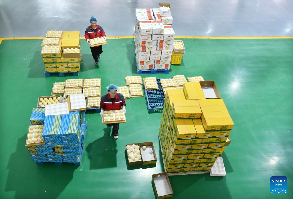 Workers pack fresh pears at Dongfang Fruit company in Botou, north China's Hebei Province, May 7, 2025. After customs inspection, over 2,500 boxes of fresh pears from Dongfang Fruit company will be exported to Argentina, marking the first export of fresh pears from Hebei Province to the South American country. (Photo: Xinhua)