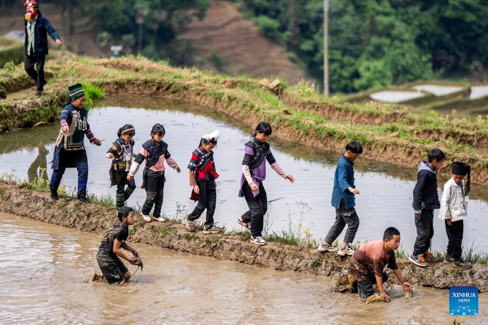 Children catch fish during an event marking the beginning of rice planting in the terraced fields in Jiayin Village of Honghe County of Honghe Hani and Yi Autonomous Prefecture, southwest China's Yunnan Province, May 2, 2025. (Photo: Xinhua)