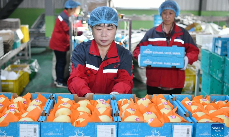 Workers pack fresh pears at Dongfang Fruit company in Botou, north China's Hebei Province, May 7, 2025. After customs inspection, over 2,500 boxes of fresh pears from Dongfang Fruit company will be exported to Argentina, marking the first export of fresh pears from Hebei Province to the South American country. (Photo: Xinhua)
