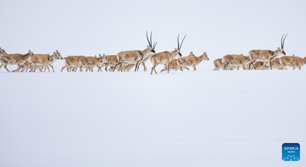 Pregnant Tibetan antelopes migrate to their habitual birth grounds at the Qiangtang National Nature Reserve in Nyima County of Nagqu City, southwest China's Xizang Autonomous Region, May 8, 2024. (Photo: Xinhua)