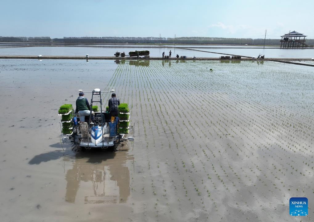 A drone photo taken on May 8, 2025 shows a self-driving transplanter powered by the Beidou navigation system operating in a paddy rice field of a farm of Beidahuang Group in northeast China's Heilongjiang Province. At present, the spring sowing in Heilongjiang cultivation areas are in full swing. All agricultural production units of Beidahuang Group, one of China's leading agricultural conglomerates, are seizing the farming season and busy with the sowing operations in both paddy rice fields and dry fields. (Photo: Xinhua)