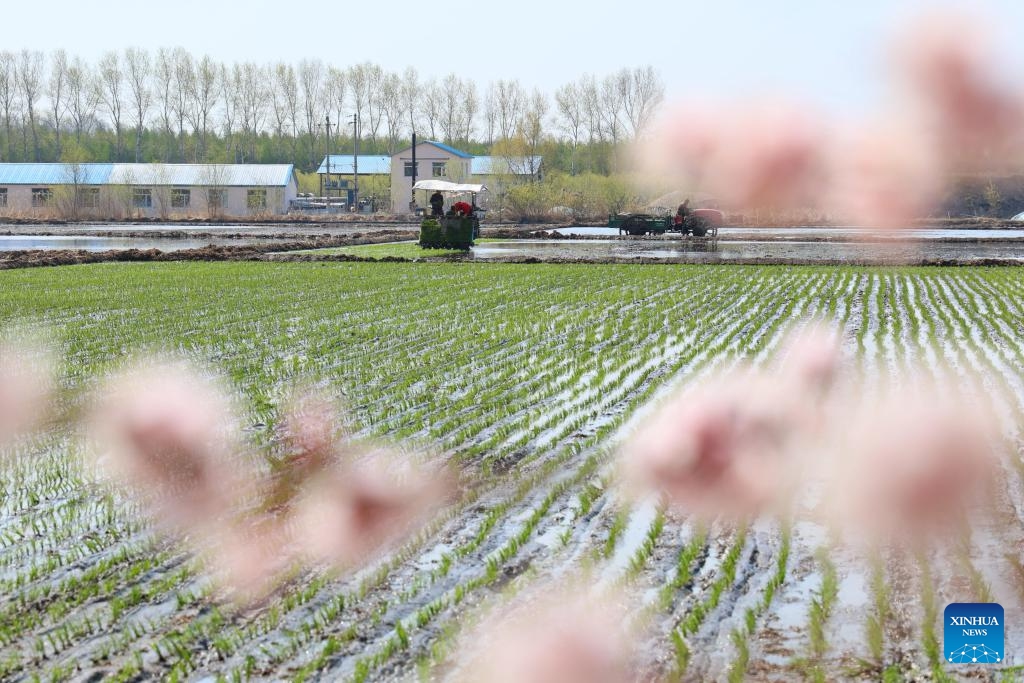 Farmers operate high-speed transplanters powered by the Beidou satellite navigation system in a paddy rice field of a farm of Beidahuang Group in northeast China's Heilongjiang Province, May 8, 2025. At present, the spring sowing in Heilongjiang cultivation areas are in full swing. All agricultural production units of Beidahuang Group, one of China's leading agricultural conglomerates, are seizing the farming season and busy with the sowing operations in both paddy rice fields and dry fields. (Photo: Xinhua)