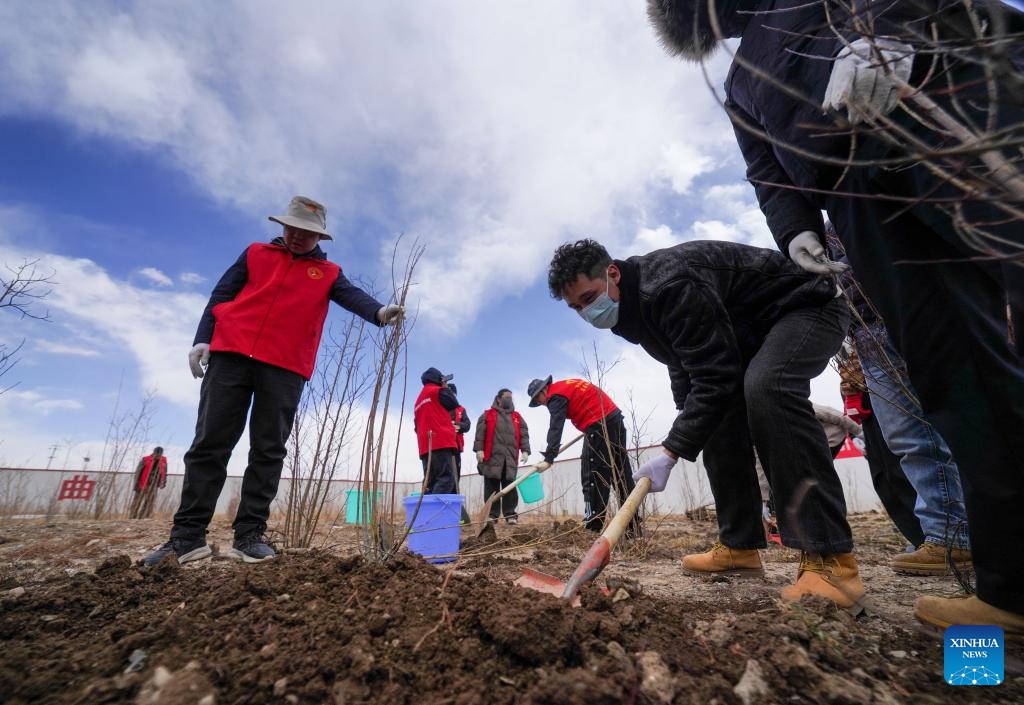 Local people plant trees in Nagqu City, southwest China's Xizang Autonomous Region, April 25, 2025. (Photo: Xinhua)