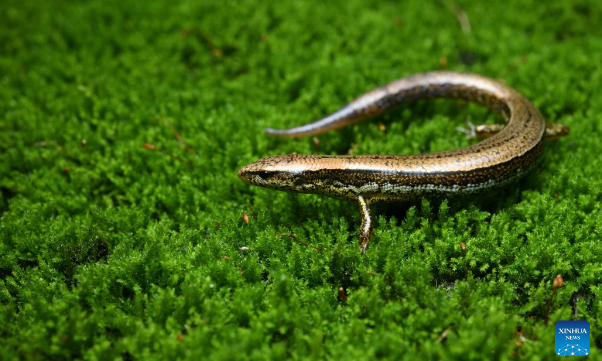 This undated file photo shows a new species of lizard. A research institute in Taiwan has discovered and named a new species of lizard unique to the island's mid-altitude cloud forest belt. This newly identified reptile, one of the smallest known in Taiwan, has been named in honor of a professor and a late doctoral student from Taiwan Normal University, in recognition of their outstanding contributions to the field. The research findings have been published in the international journal Herpetologica. (Xinhua)