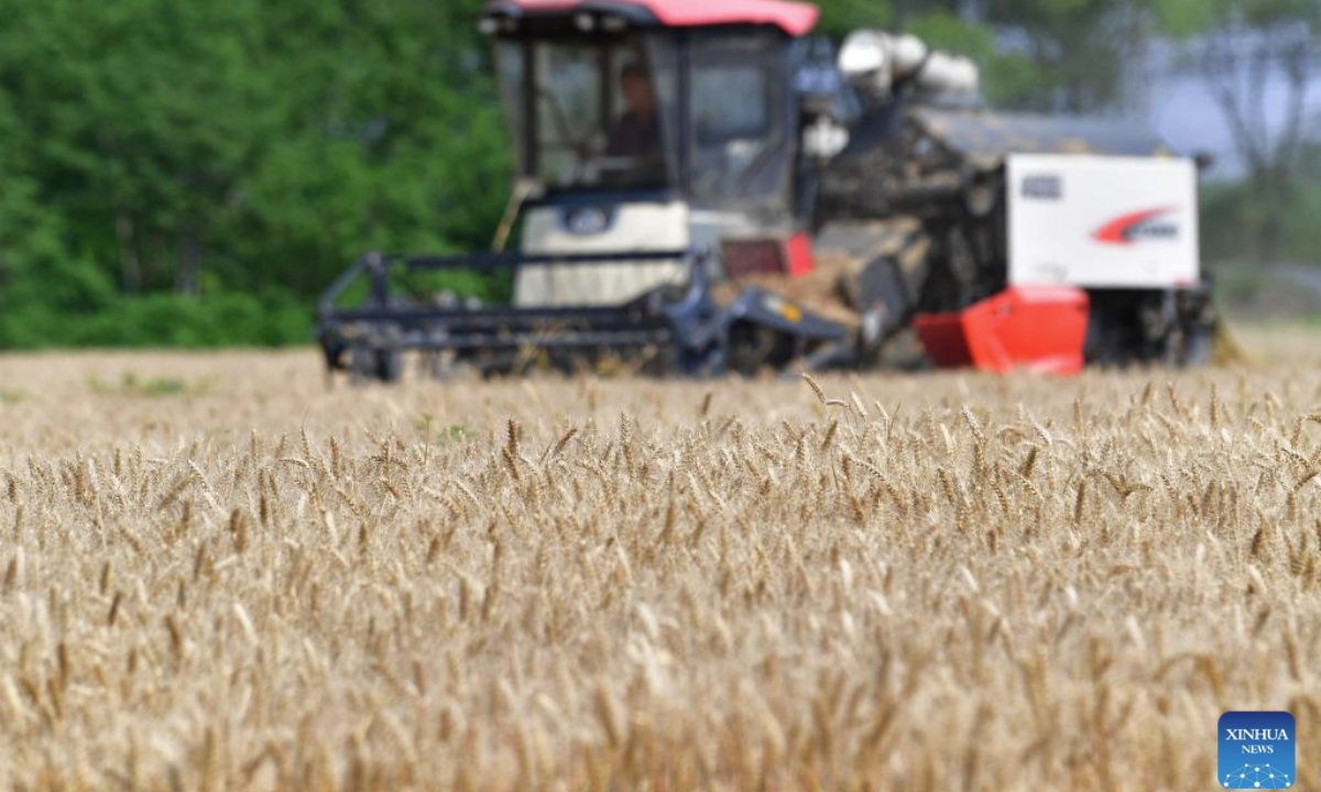 A harvester reaps wheat in the fields in Huishan District of Wuxi, east China's Jiangsu Province, on May 25, 2025. Winter wheat is harvested in succession nationwide, according to the Ministry of Agriculture and Rural Affairs. (Photo by Hai Yueliang/Xinhua)