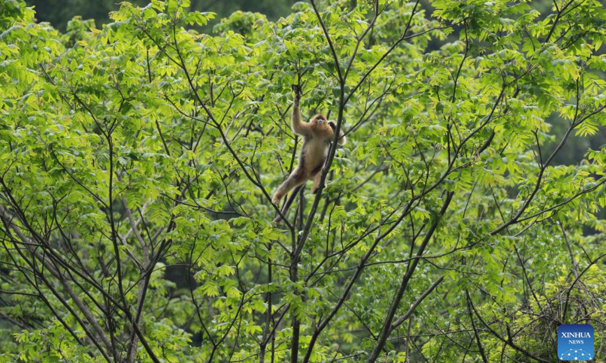 A golden snub-nosed monkey is pictured in the Pingwu Sichuan golden snub-nosed monkey popular science education base in Pingwu County, Mianyang City of southwest China's Sichuan Province, May 21, 2025. Located within the Xiaohegou Nature Reserve, a provincial-level nature reserve in Sichuan Province, Pingwu Sichuan golden snub-nosed monkey popular science education base is home to over 40 Sichuan golden snub-nosed monkeys. According to the latest monitoring data of 2024, Xiaohegou Nature Reserve is the habitat of about 1,000 Sichuan golden snub-nosed monkeys. (Xinhua/Jiang Hongjing)