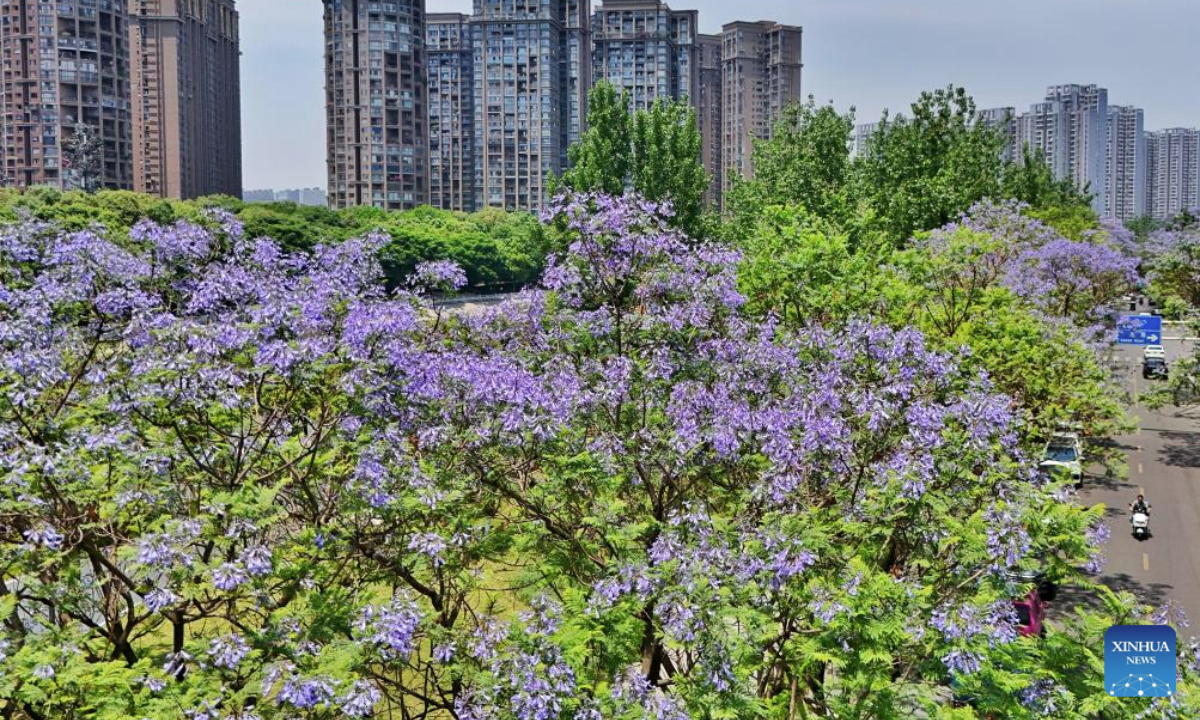 An aerial drone photo taken on May 12, 2025 shows Jacaranda trees in full bloom along Sanse Road in Jinjiang District of Chengdu, southwest China's Sichuan Province, May 12, 2025. As temperatures rise, the jacaranda trees across the city are entering their peak flowering period. (Xinhua/Liu Kun)
