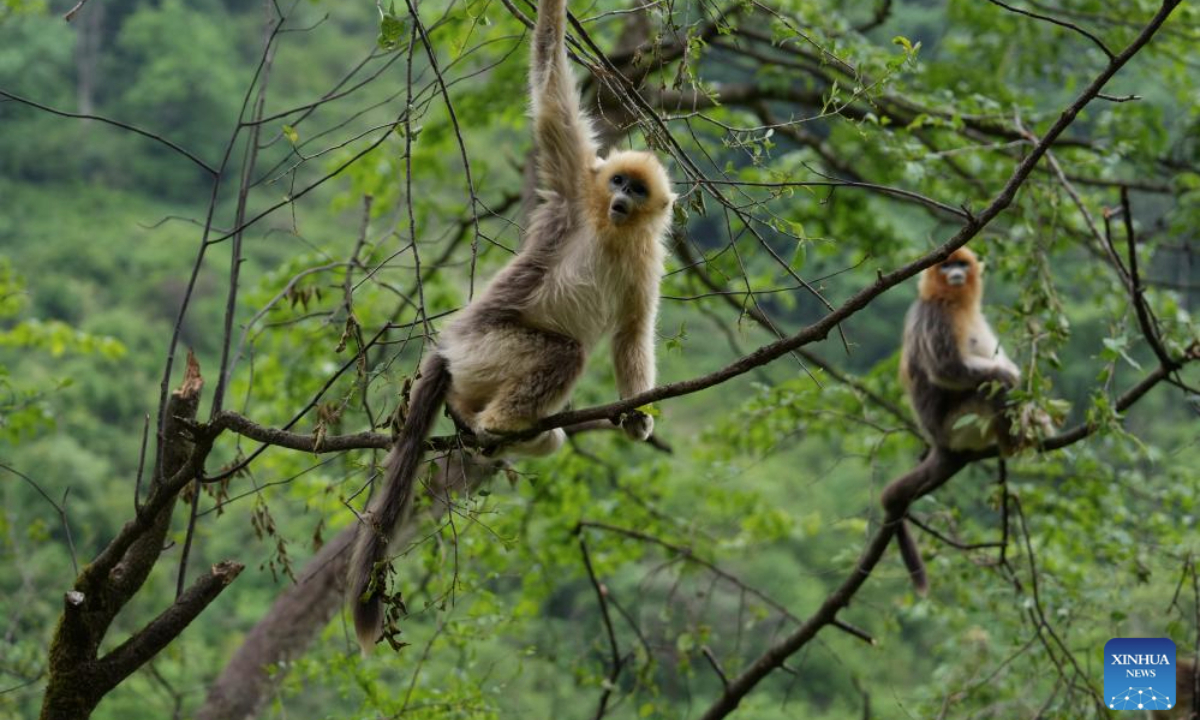 Golden snub-nosed monkeys are pictured in the Pingwu Sichuan golden snub-nosed monkey popular science education base in Pingwu County, Mianyang City of southwest China's Sichuan Province, May 21, 2025. Located within the Xiaohegou Nature Reserve, a provincial-level nature reserve in Sichuan Province, Pingwu Sichuan golden snub-nosed monkey popular science education base is home to over 40 Sichuan golden snub-nosed monkeys. According to the latest monitoring data of 2024, Xiaohegou Nature Reserve is the habitat of about 1,000 Sichuan golden snub-nosed monkeys. (Xinhua/Jiang Hongjing)