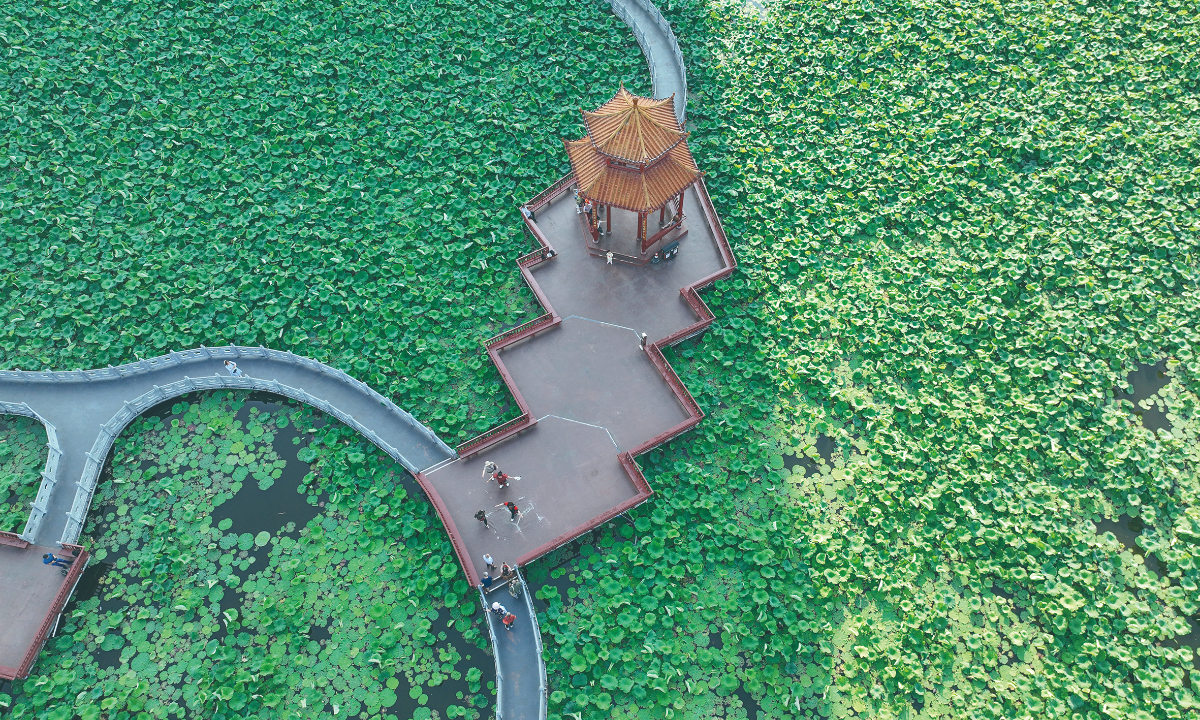 The lotus leaves at Pantang Park in Wuzhou, South China’s Guangxi Zhuang Autonomous Region, fill the pond, creating a stunning summer scenery that attracted many citizens and tourists to admire the lotuses on May 14, 2025. Photo: IC