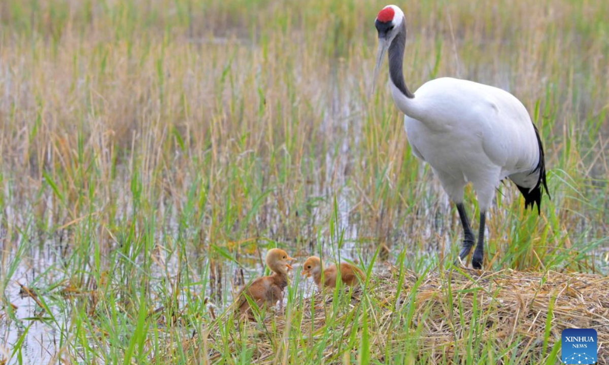 Red-crowned crane chicks have fun next to an adult bird at Zhalong National Nature Reserve in Qiqihar, northeast China's Heilongjiang Province, May 14, 2025. (Photo by Wang Yonggang/Xinhua)