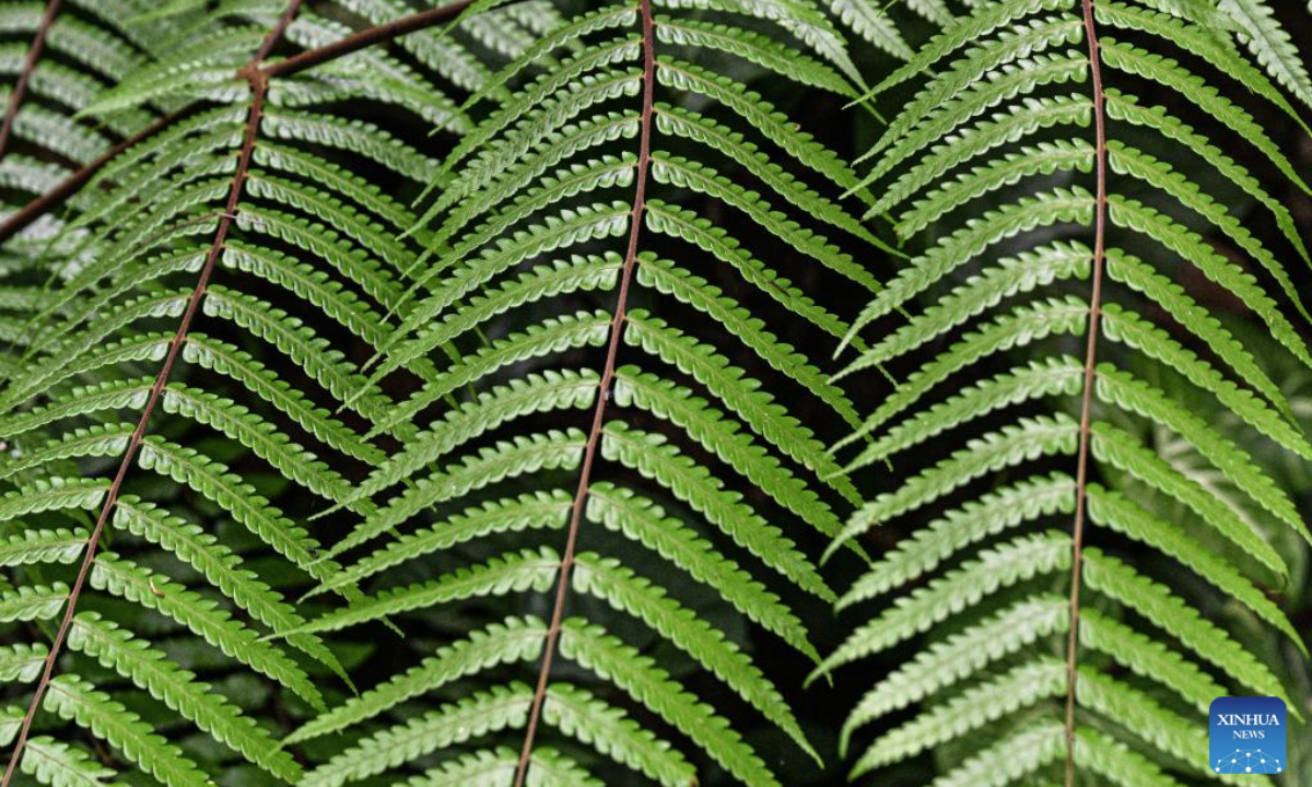 This photo taken on May 20, 2025 shows tree leaves at the Yanoda Rain Forest Cultural Tourism Zone in Baoting Li and Miao Autonomous County, south China's Hainan Province. The Yanoda Rain Forest Cultural Tourism Zone boasts over 1,400 species of trees and more than 80 varieties of tropical flowers. (Xinhua/Pu Xiaoxu)