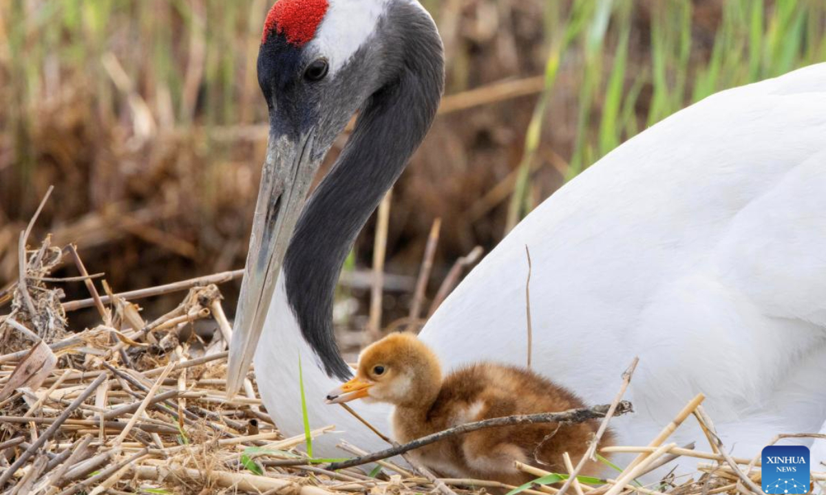 A red-crowned crane chick is accompanied by an adult bird at Zhalong National Nature Reserve in Qiqihar, northeast China's Heilongjiang Province, May 14, 2025.

Captive-bred red-crowned cranes at Zhalong National Nature Reserve in Qiqihar have recently entered their breeding season, with many crane couples welcoming new offspring.

With a total area of 2,100 square kilometers, the reserve is dubbed home of red-crowned cranes in China, and serves as the world's largest red-crowned crane habitat and largest captive-bred red-crowned crane rewilding base. (Photo by Wang Yonggang/Xinhua)

