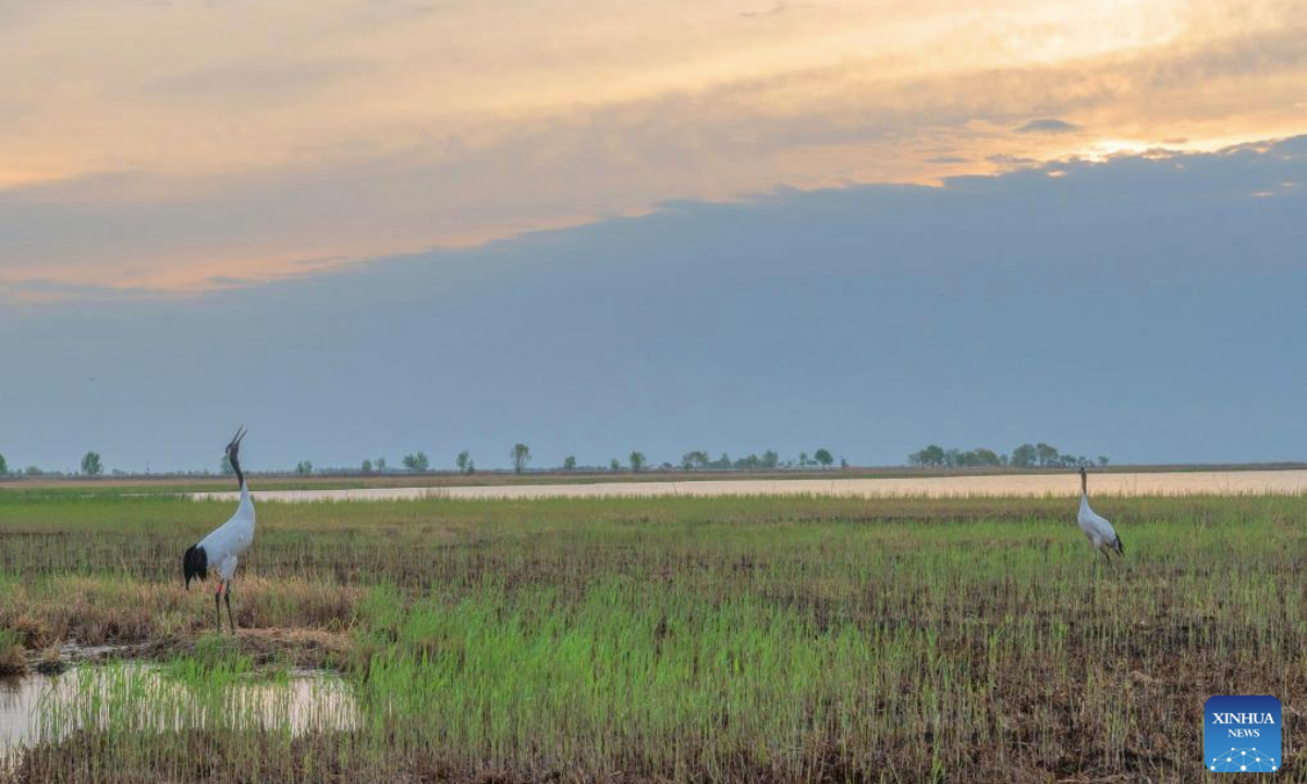 A red-crowned crane family is seen at Zhalong National Nature Reserve in Qiqihar, northeast China's Heilongjiang Province, May 14, 2025. (Photo by Wang Yonggang/Xinhua)

