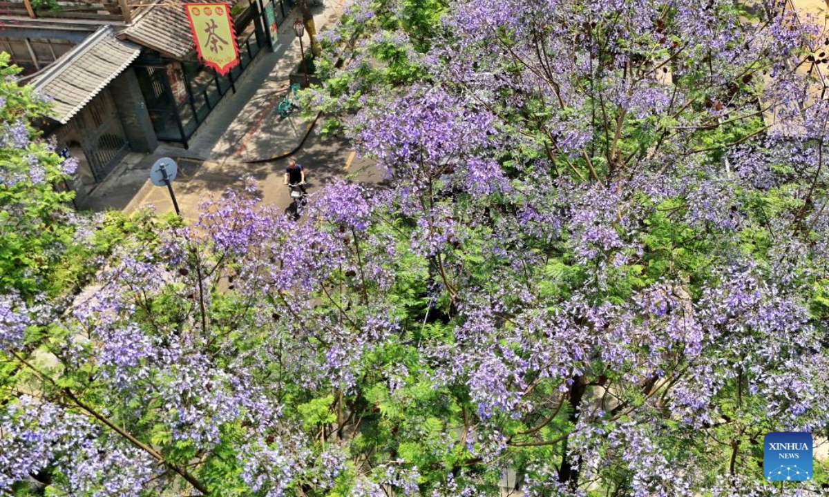An aerial drone photo taken on May 12, 2025 shows Jacaranda trees in full bloom along Xiaotong Alley in Qingyang District of Chengdu, southwest China's Sichuan Province, May 12, 2025. As temperatures rise, the jacaranda trees across the city are entering their peak flowering period. (Xinhua/Liu Kun)