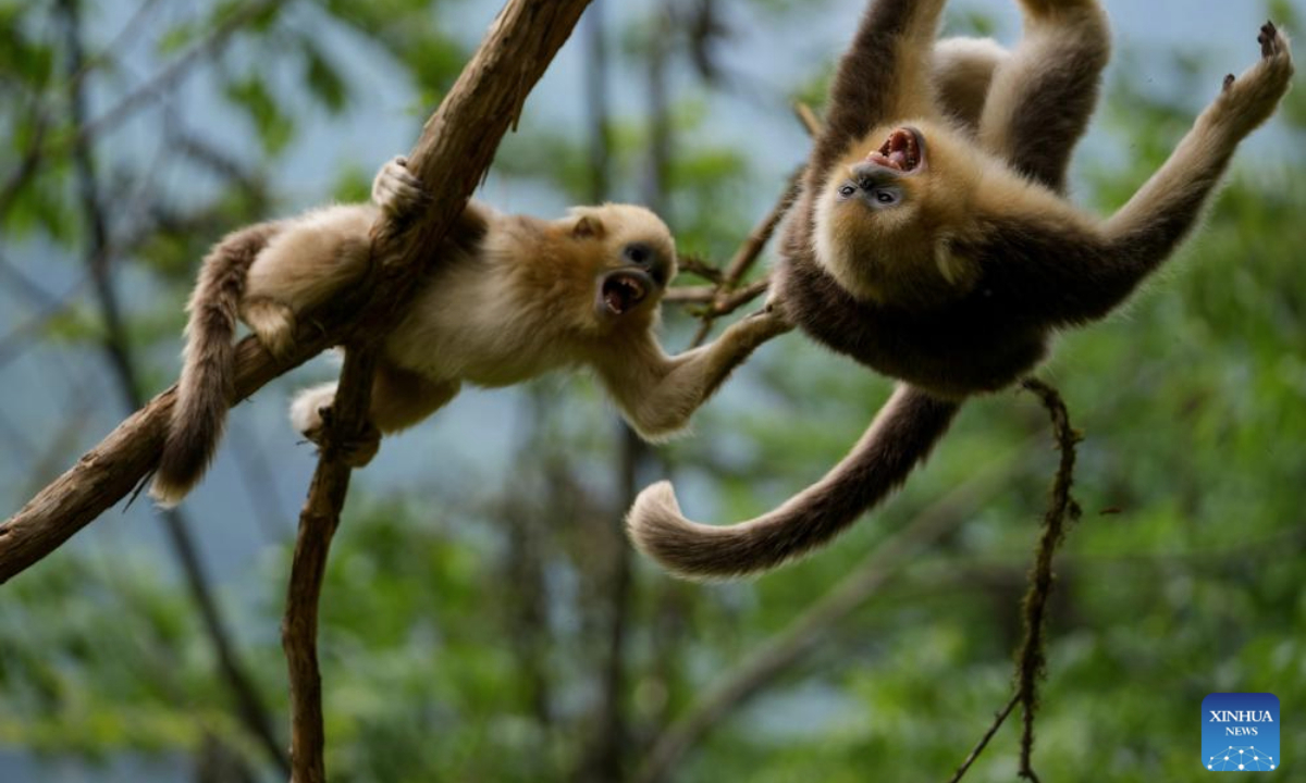 Golden snub-nosed monkeys are pictured in the Pingwu Sichuan golden snub-nosed monkey popular science education base in Pingwu County, Mianyang City of southwest China's Sichuan Province, May 21, 2025. Located within the Xiaohegou Nature Reserve, a provincial-level nature reserve in Sichuan Province, Pingwu Sichuan golden snub-nosed monkey popular science education base is home to over 40 Sichuan golden snub-nosed monkeys. According to the latest monitoring data of 2024, Xiaohegou Nature Reserve is the habitat of about 1,000 Sichuan golden snub-nosed monkeys. (Xinhua/Jiang Hongjing)