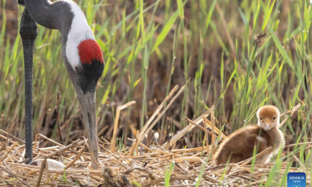 A red-crowned crane chick is accompanied by an adult bird at Zhalong National Nature Reserve in Qiqihar, northeast China's Heilongjiang Province, May 14, 2025. (Photo by Wang Yonggang/Xinhua)