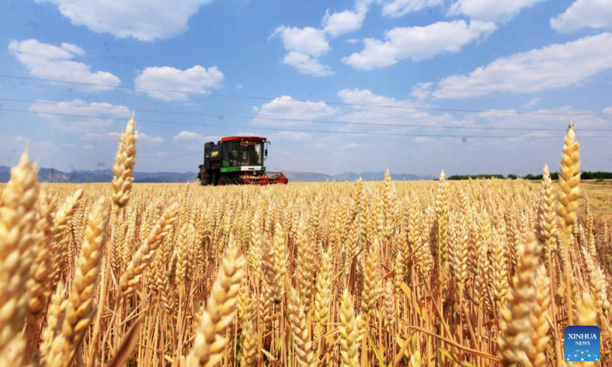 A harvester reaps wheat in the fields in Difang Town, Pingyi County of Linyi City, east China's Shandong Province, on May 24, 2025. Winter wheat is harvested in succession nationwide, according to the Ministry of Agriculture and Rural Affairs. (Photo by Wu Jiquan/Xinhua)