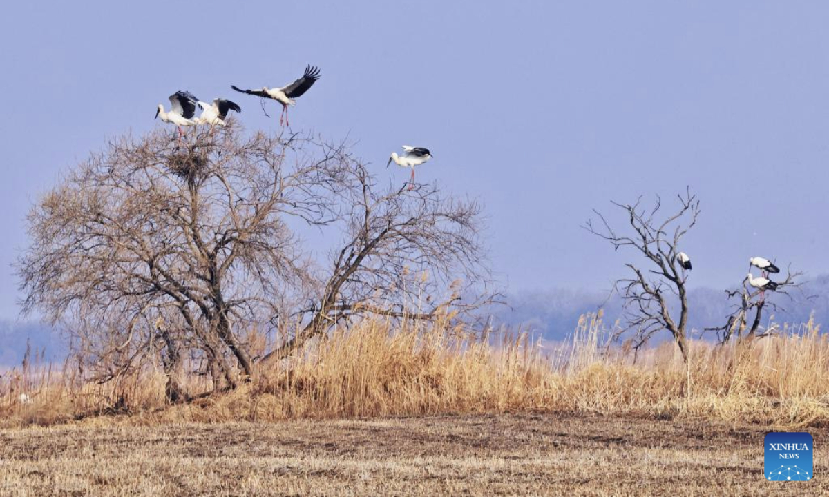 Oriental white storks are pictured at the Bachadao National Nature Reserve in Tongjiang, northeast China's Heilongjiang Province, April 19, 2025. Recently, northbound migratory birds have entered their breeding season at the reserve, a critical habitat and stopover site, where ongoing wetland restoration efforts have ensured food resources and habitats for these avian travelers. (Photo by Liu Wanping/Xinhua)