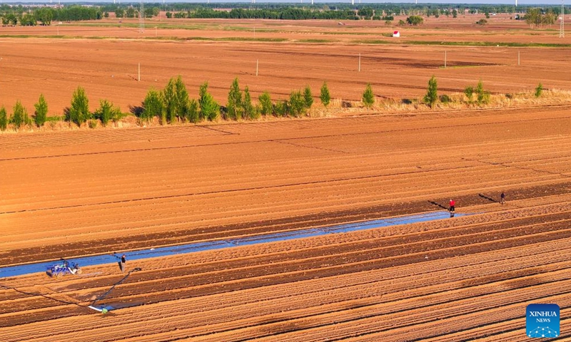 An aerial drone photo taken on May 10, 2025 shows farmers laying out drip lines in the fields in Kunduhua village in Qianjiadian Town of Horqin District, Tongliao City, north China's Inner Mongolia Autonomous Region.