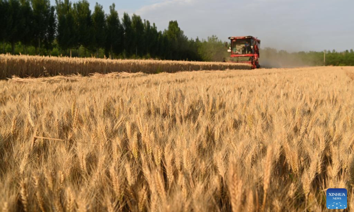 A harvester reaps wheat in the fields in Huzi Village of Qinyang, central China's Henan Province, on May 25, 2025. Winter wheat is harvested in succession nationwide, according to the Ministry of Agriculture and Rural Affairs. (Photo by Yang Fan/Xinhua)