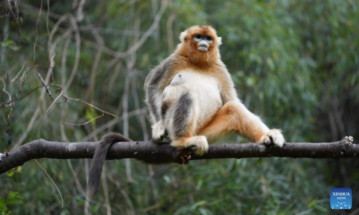 A golden snub-nosed monkey is pictured in the Pingwu Sichuan golden snub-nosed monkey popular science education base in Pingwu County, Mianyang City of southwest China's Sichuan Province, May 21, 2025. Located within the Xiaohegou Nature Reserve, a provincial-level nature reserve in Sichuan Province, Pingwu Sichuan golden snub-nosed monkey popular science education base is home to over 40 Sichuan golden snub-nosed monkeys. According to the latest monitoring data of 2024, Xiaohegou Nature Reserve is the habitat of about 1,000 Sichuan golden snub-nosed monkeys. (Xinhua/Jiang Hongjing)