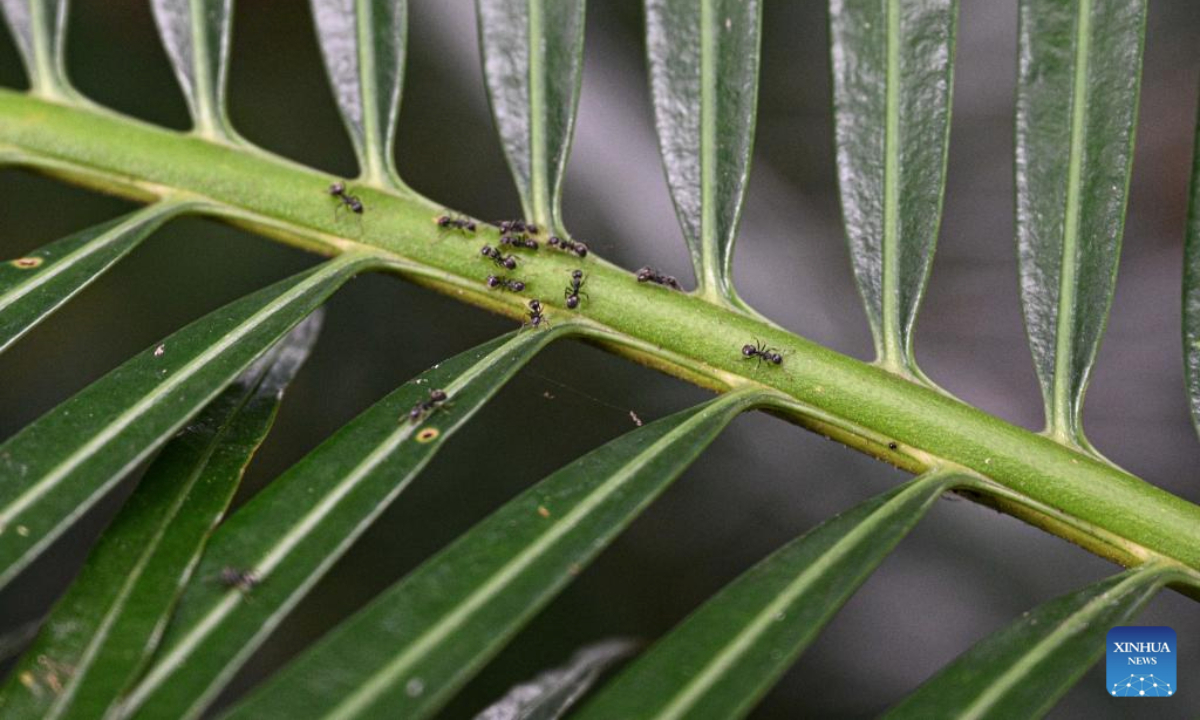 This photo taken on May 20, 2025 shows Hainan cycas at the Yanoda Rain Forest Cultural Tourism Zone in Baoting Li and Miao Autonomous County, south China's Hainan Province. The Yanoda Rain Forest Cultural Tourism Zone boasts over 1,400 species of trees and more than 80 varieties of tropical flowers. (Xinhua/Pu Xiaoxu)
