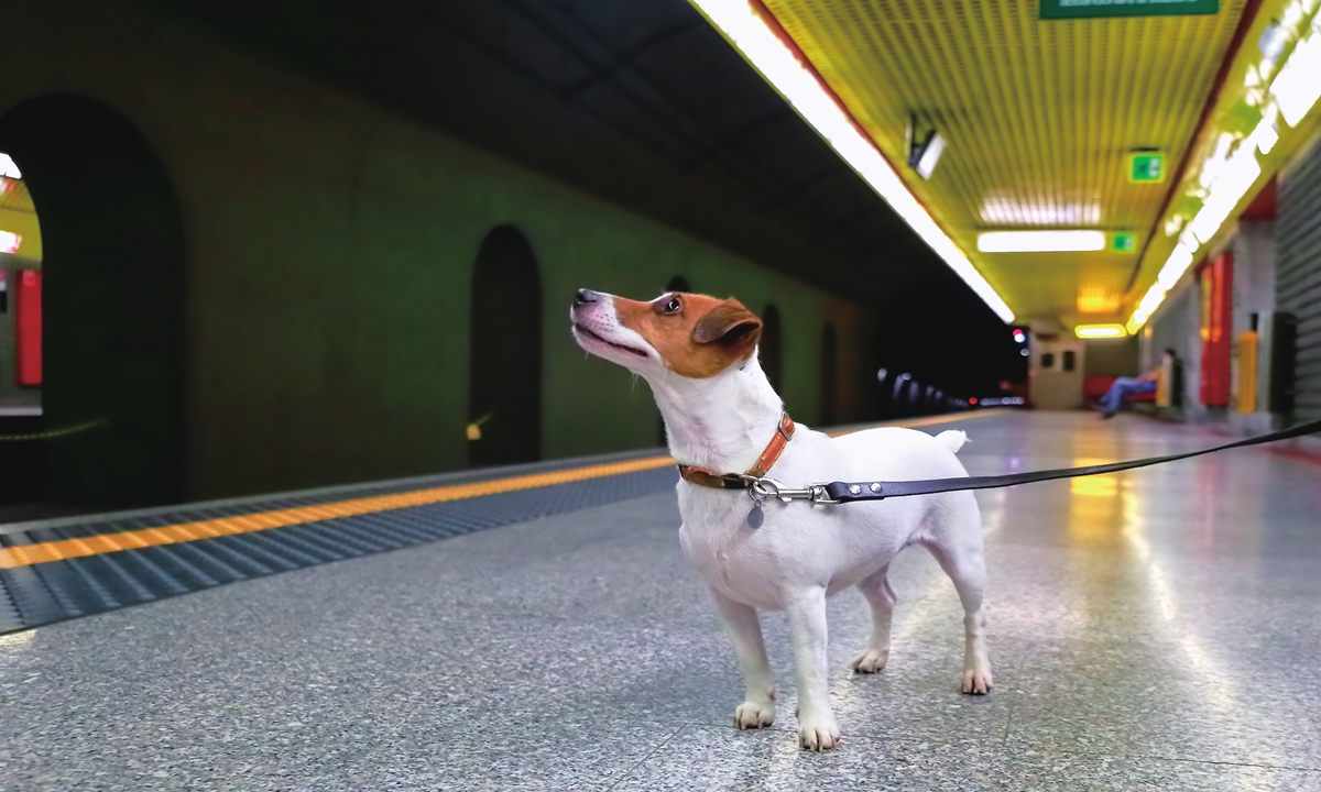 A dog waiting on the platform of a station Photo: VCG