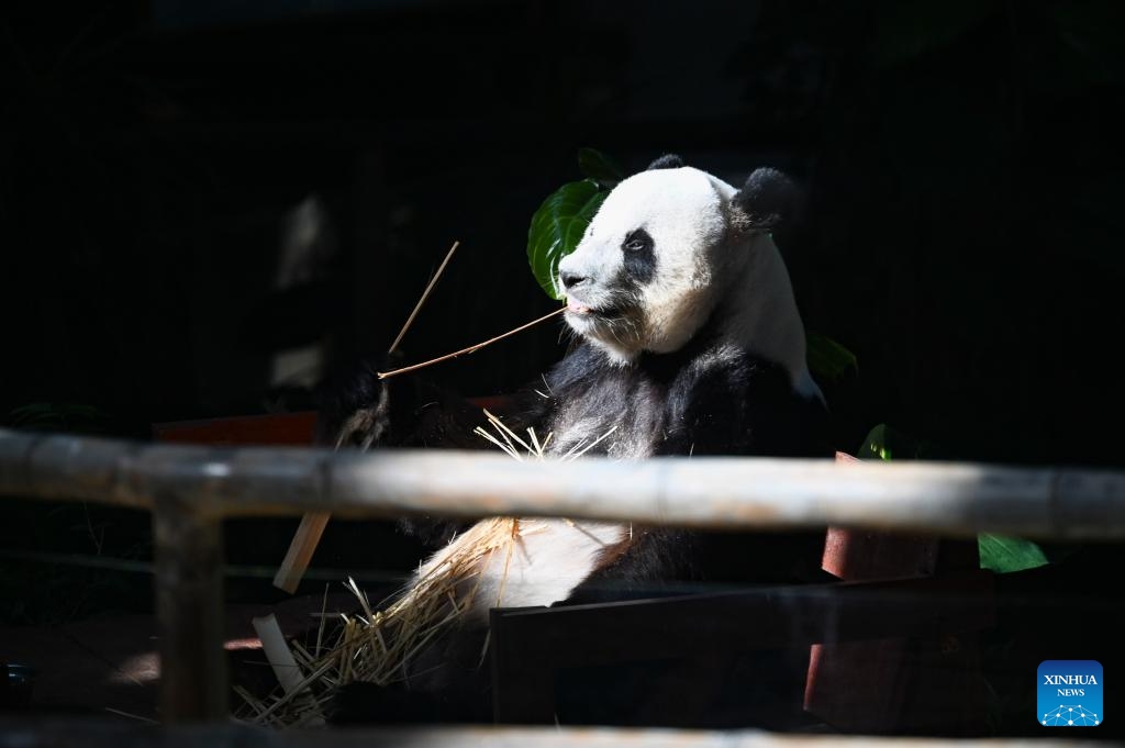 Giant panda Xing Xing is pictured at the Zoo Negara near Kuala Lumpur, Malaysia, May 17, 2025. As the giant panda pair Xing Xing and Liang Liang, formerly known as Fu Wa and Feng Yi in China, are scheduled to return to China on May 18, 2025, people on Saturday bid farewell to them at the Zoo Negara. The pair arrived in Malaysia on May 21, 2014. (Photo: Xinhua)