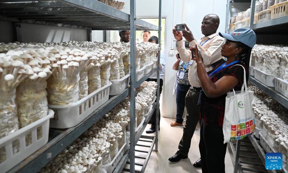 Guests visit a lab of the National Engineering Research Center of Juncao Technology of the Fujian Agriculture and Forestry University in Fuzhou, southeast China's Fujian Province, May 17, 2025. Chinese and foreign guests attending the 20th International Conference on Juncao Industry Development learned about the development of Juncao industry in Fujian and exchanged experience.

Juncao is a hybrid grass and a multifunctional agricultural resource developed in China and promoted globally. (Xinhua/Lin Shanchuan)