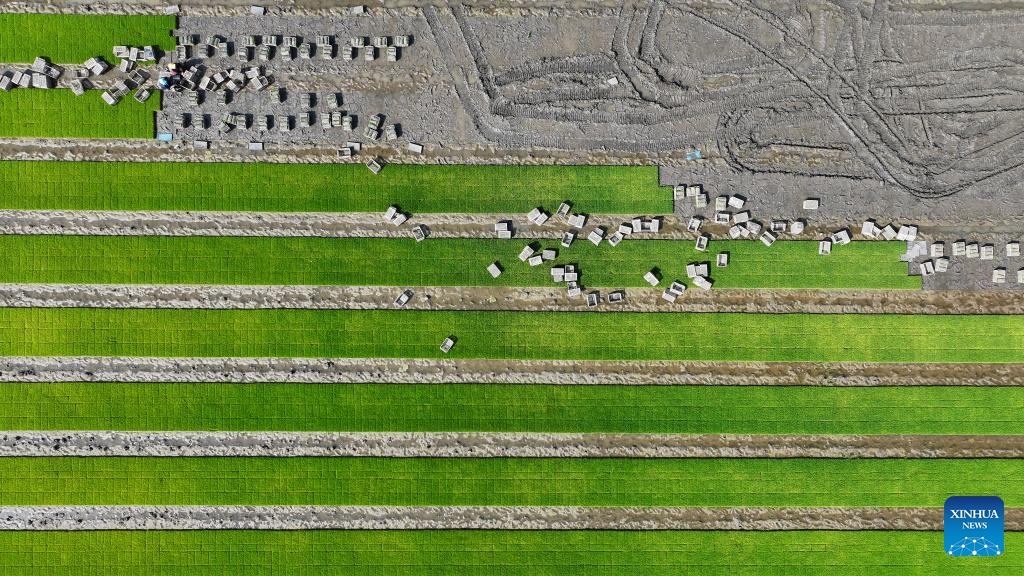 An aerial drone photo taken on May 21, 2025 shows farmers transporting rice seedlings in a field in Fengnan District in Tangshan, north China's Hebei City. The traditional Chinese solar term Xiaoman (Grain Buds) falls on May 21 this year, indicating that grain seeds are becoming full. (Photo by Li Xiuqing/Xinhua)