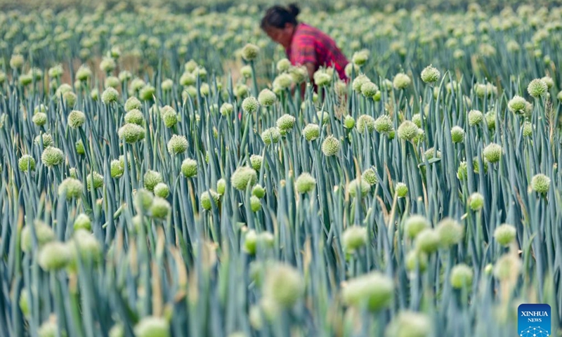 A farmer takes care of green onions at a field in Qingzhou City, east China's Shandong Province, May 21, 2025. The traditional Chinese solar term Xiaoman (Grain Buds) falls on May 21 this year, indicating that grain seeds are becoming full. (Photo by Wang Jilin/Xinhua)
