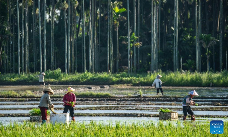 Farmers transplant seedlings in a paddy rice field in Jiaji Town of Qionghai City, south China's Hainan Province, May 21, 2025. The traditional Chinese solar term Xiaoman (Grain Buds) falls on May 21 this year, indicating that grain seeds are becoming full. (Photo by Meng Zhongde/Xinhua)