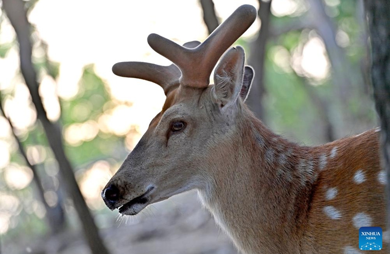 A sika deer forages at a park in Dalian, northeast China's Liaoning Province, May 21, 2025. In order to create a livable habitat for the wild sika deer in Dalian, local authorities have taken various measures, including setting up warning signs and fixed feeding points in the areas frequented visited by the sika deer, to promote harmonious coexistence between locals and the deer. Official data shows that there are currently around 200 wild sika deer living in Dalian. Photo: Xinhua