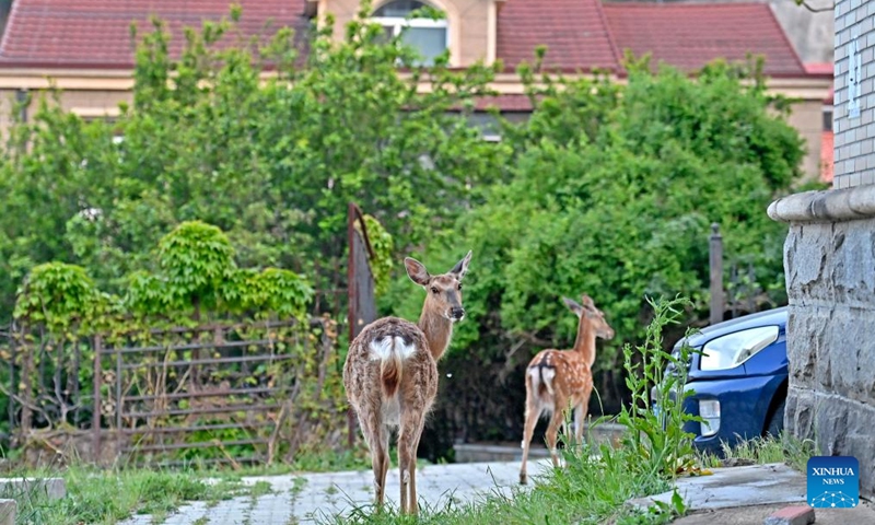 Sika deer are seen at a yard in Dalian, northeast China's Liaoning Province, May 21, 2025. In order to create a livable habitat for the wild sika deer in Dalian, local authorities have taken various measures, including setting up warning signs and fixed feeding points in the areas frequented visited by the sika deer, to promote harmonious coexistence between locals and the deer. Official data shows that there are currently around 200 wild sika deer living in Dalian. Photo: Xinhua