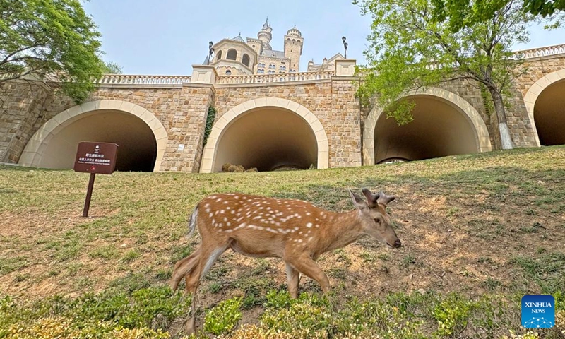 A sika deer forages on a lawn in Dalian, northeast China's Liaoning Province, May 22, 2025. In order to create a livable habitat for the wild sika deer in Dalian, local authorities have taken various measures, including setting up warning signs and fixed feeding points in the areas frequented visited by the sika deer, to promote harmonious coexistence between locals and the deer. Official data shows that there are currently around 200 wild sika deer living in Dalian. Photo: Xinhua