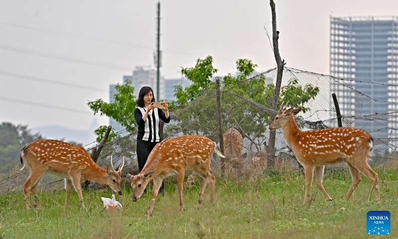 A woman takes pictures of sika deer at a park in Dalian, northeast China's Liaoning Province, May 21, 2025. In order to create a livable habitat for the wild sika deer in Dalian, local authorities have taken various measures, including setting up warning signs and fixed feeding points in the areas frequented visited by the sika deer, to promote harmonious coexistence between locals and the deer. Official data shows that there are currently around 200 wild sika deer living in Dalian. Photo: Xinhua