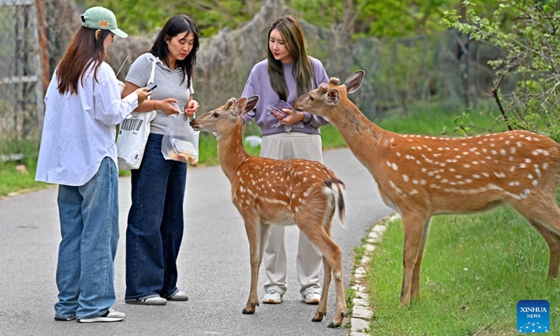 People interact with sika deer at a park in Dalian, northeast China's Liaoning Province, May 21, 2025. In order to create a livable habitat for the wild sika deer in Dalian, local authorities have taken various measures, including setting up warning signs and fixed feeding points in the areas frequented visited by the sika deer, to promote harmonious coexistence between locals and the deer. Official data shows that there are currently around 200 wild sika deer living in Dalian. Photo: Xinhua