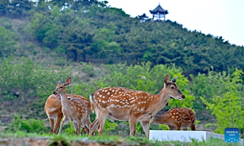 Sika deer are seen at a park in Dalian, northeast China's Liaoning Province, May 21, 2025. In order to create a livable habitat for the wild sika deer in Dalian, local authorities have taken various measures, including setting up warning signs and fixed feeding points in the areas frequented visited by the sika deer, to promote harmonious coexistence between locals and the deer. Official data shows that there are currently around 200 wild sika deer living in Dalian. Photo: Xinhua