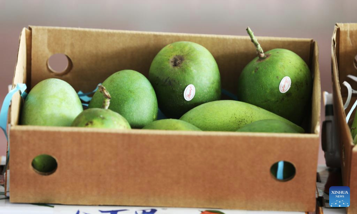 This photo taken on May 28, 2025 shows the first consignment of Bangladeshi fresh mangoes to be exported to China, in Dhaka, Bangladesh. (Photo by Habibur Rahman/Xinhua)