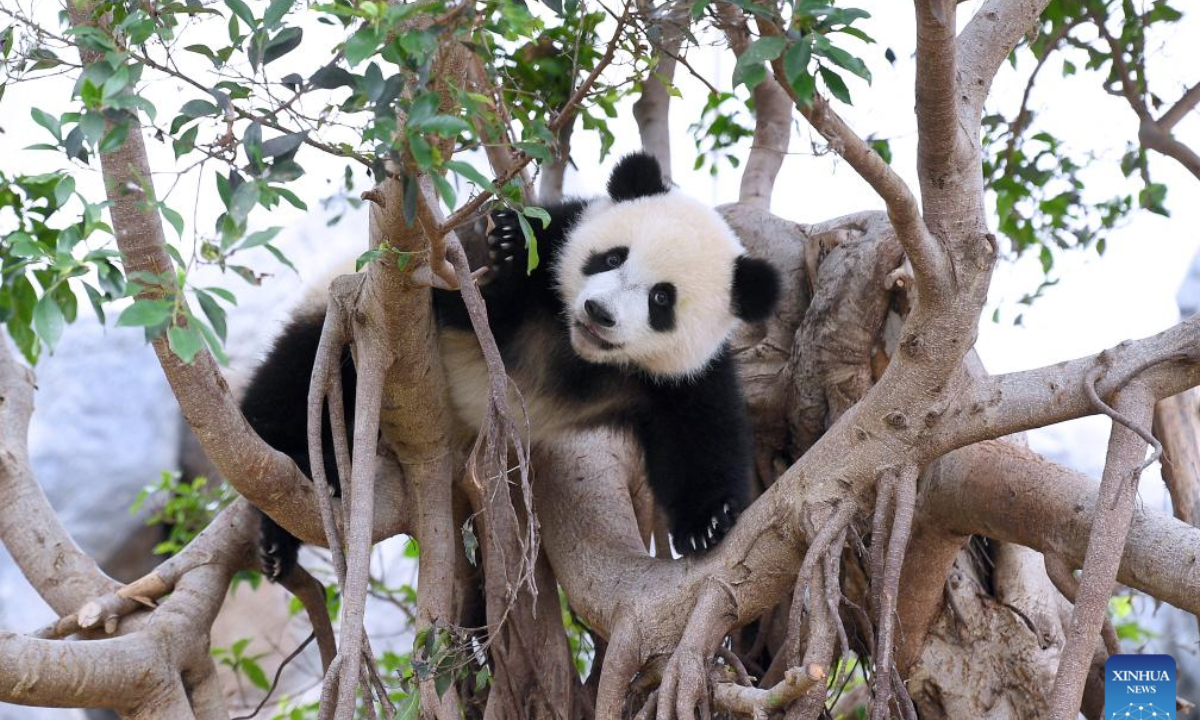 The male giant panda cub De De plays at the Giant Panda Adventure area of the Ocean Park Hong Kong, south China's Hong Kong, May 27, 2025. The first locally-born giant panda cubs were named Jia Jia and De De, the Ocean Park Hong Kong announced here Tuesday.

The pair of giant panda cubs was born last August and their parents are Ying Ying and Le Le, the giant pandas gifted by the central government to the Hong Kong Special Administrative Region (HKSAR). (Xinhua/Chen Duo)