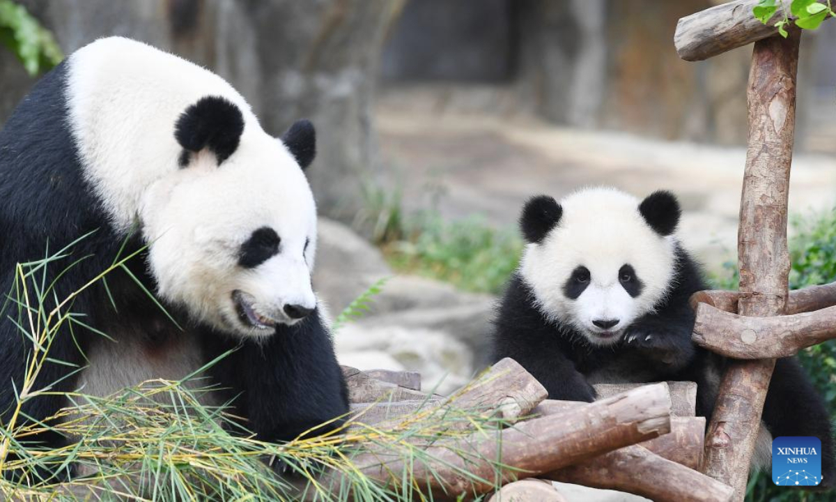 The female giant panda cub Jia Jia (R) is pictured with her mother Ying Ying at the Giant Panda Adventure area of the Ocean Park Hong Kong, south China's Hong Kong, May 27, 2025. The first locally-born giant panda cubs were named Jia Jia and De De, the Ocean Park Hong Kong announced here Tuesday.

The pair of giant panda cubs was born last August and their parents are Ying Ying and Le Le, the giant pandas gifted by the central government to the Hong Kong Special Administrative Region (HKSAR). (Xinhua/Chen Duo)