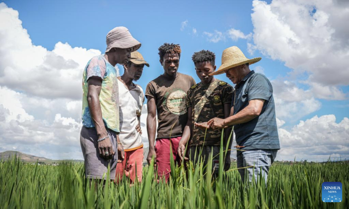 Chinese agronomist Hu Yuefang (1st R) inspects hybrid rice growth with local farmers in Mahitsy, Madagascar, on March 25, 2025.(Xinhua/Li Yahui)