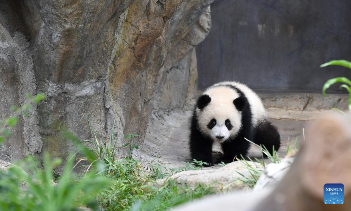 The female giant panda cub Jia Jia plays at the Giant Panda Adventure area of the Ocean Park Hong Kong, south China's Hong Kong, May 27, 2025. The first locally-born giant panda cubs were named Jia Jia and De De, the Ocean Park Hong Kong announced here Tuesday.

The pair of giant panda cubs was born last August and their parents are Ying Ying and Le Le, the giant pandas gifted by the central government to the Hong Kong Special Administrative Region (HKSAR). (Xinhua/Chen Duo)