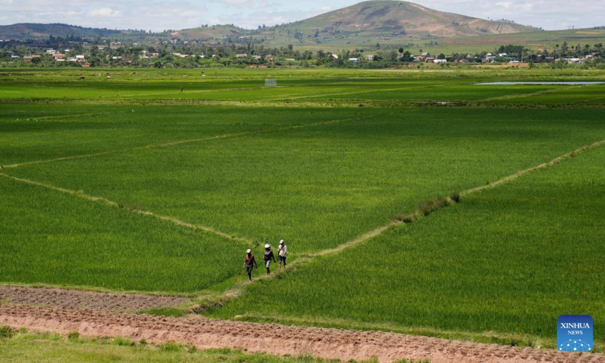 Farmers walk along the ridges of hybrid rice paddies in Mahitsy, Madagascar, on March 26, 2025.(Xinhua/Li Yahui)