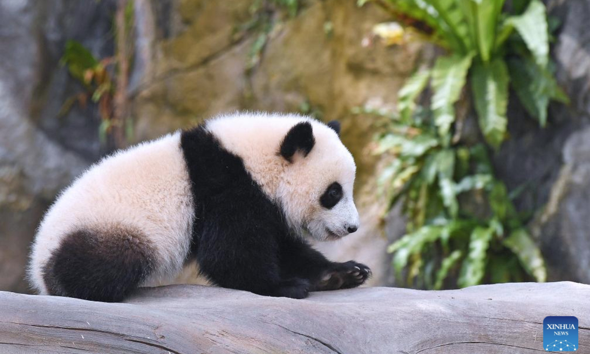 The female giant panda cub Jia Jia plays at the Giant Panda Adventure area of the Ocean Park Hong Kong, south China's Hong Kong, May 27, 2025. The first locally-born giant panda cubs were named Jia Jia and De De, the Ocean Park Hong Kong announced here Tuesday.

The pair of giant panda cubs was born last August and their parents are Ying Ying and Le Le, the giant pandas gifted by the central government to the Hong Kong Special Administrative Region (HKSAR). (Xinhua/Chen Duo)