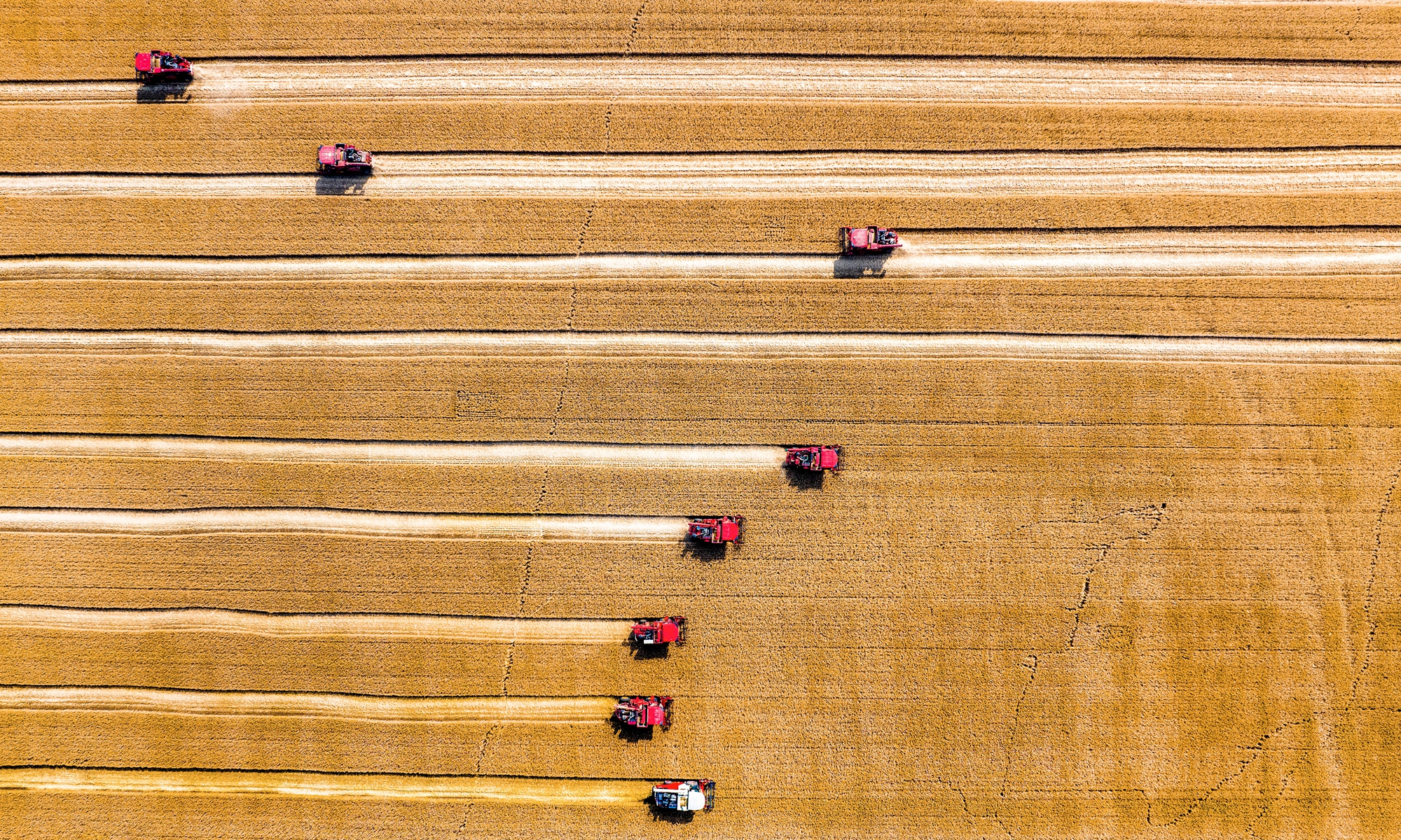Combine harvesters are working diligently to harvest wheat in fields in a village of Yuncheng City, Shanxi Province on May 28, 2025. Photo: VCG