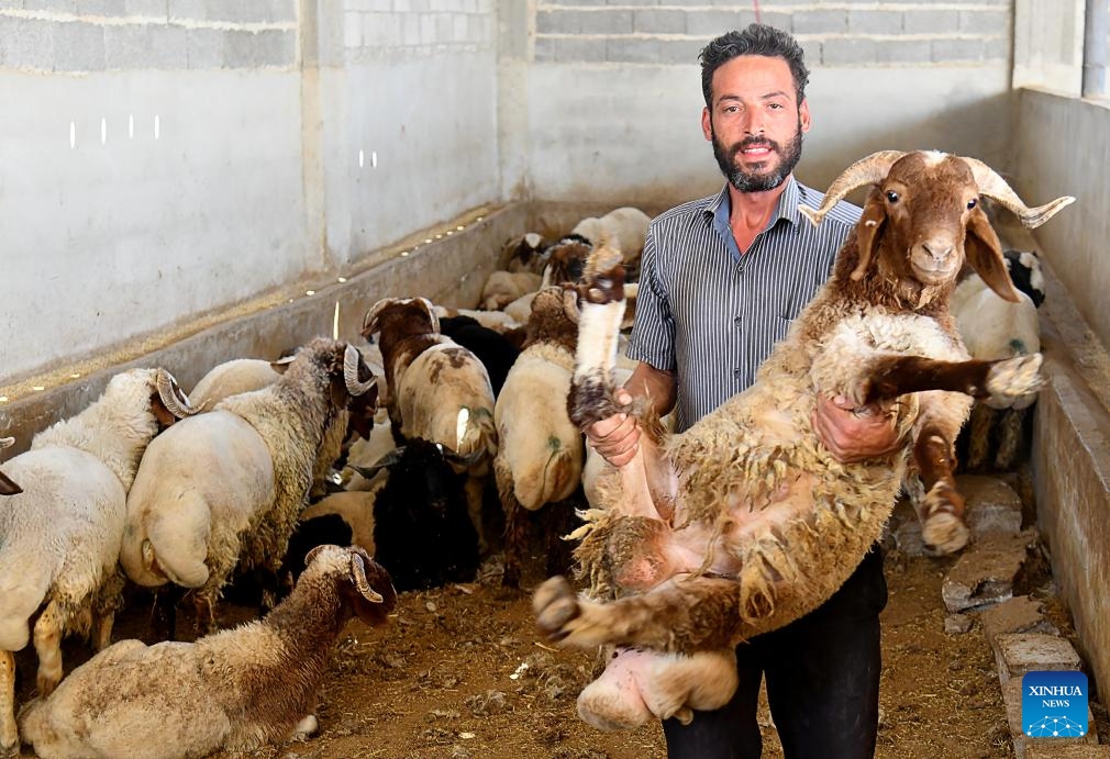 A livestock seller presents a ram in preparation for the upcoming Eid al-Adha at an animal enclosure in Damascus, Syria, on May 30, 2025. (Photo: Xinhua)