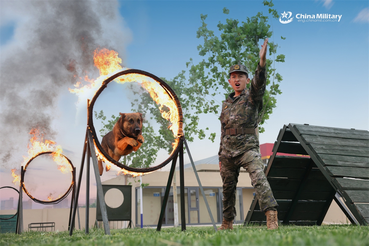A soldier assigned to the 1st Mobile Corps of the Chinese People's Armed Police (PAP) Force and his military working dog salute to each other during a training exercise on May 22, 2025. (eng.chinamil.com.cn/Photo)