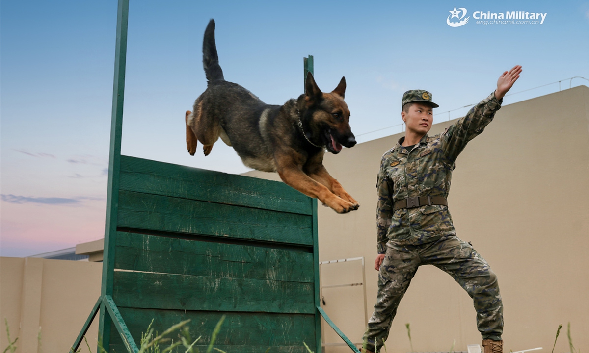 A soldier assigned to the 1st Mobile Corps of the Chinese People's Armed Police (PAP) Force and his military working dog salute to each other during a training exercise on May 22, 2025. (eng.chinamil.com.cn/Photo)
