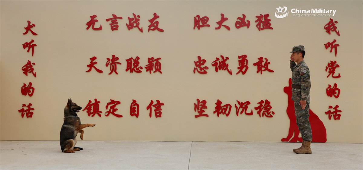 A soldier assigned to the 1st Mobile Corps of the Chinese People's Armed Police (PAP) Force and his military working dog salute to each other during a training exercise on May 22, 2025. (eng.chinamil.com.cn/Photo)